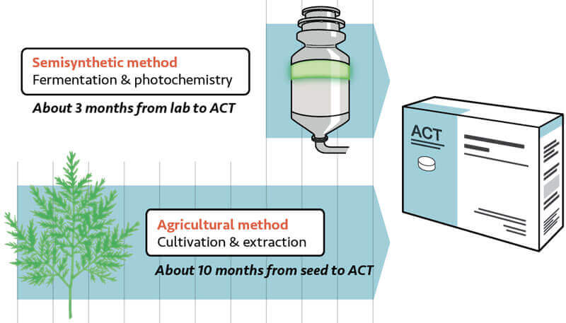 After nearly ten years, the first batch of malaria drugs manufactured with a new, semisynthetic form of the key ingredient, artemisinin, will start reaching African countries battling the disease. Photo: PATH